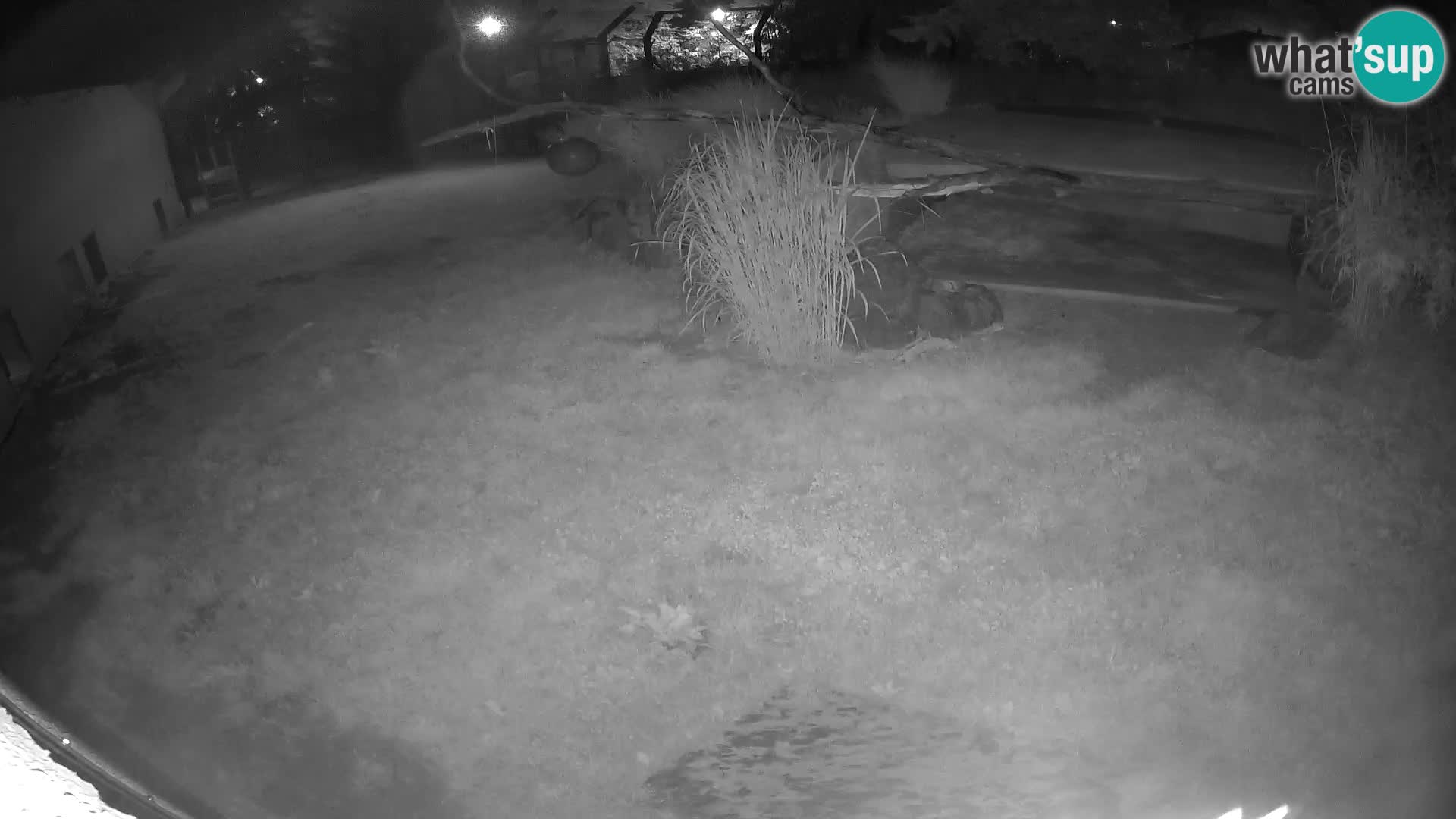 LION webcam en direct du zoo de Ljubljana – Slovénie