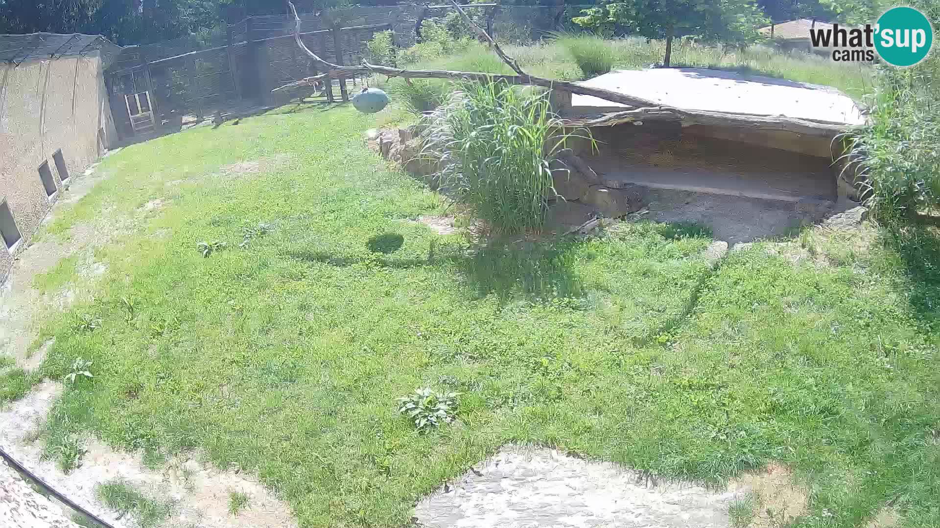 LEVI spletna kamera v živalskem vrtu Ljubljana Zoo