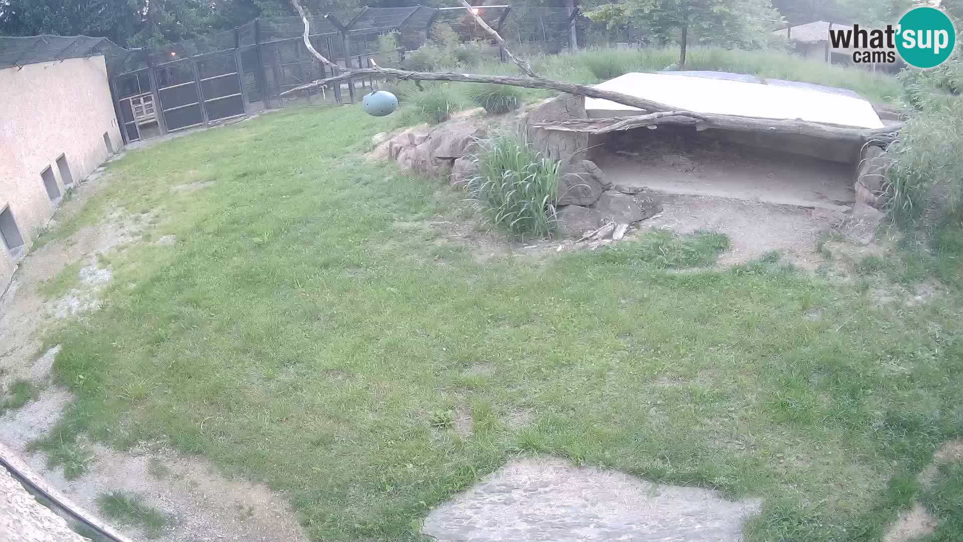 LION live Webcam in Ljubljana Zoo – Slovenia