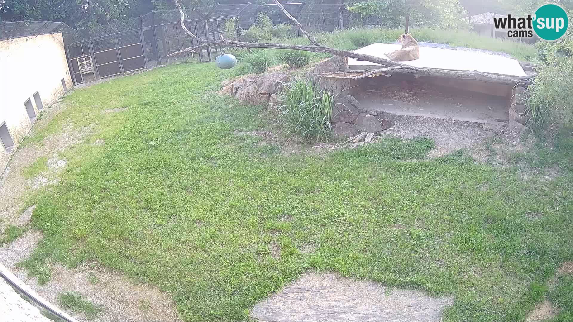 LION live Webcam in Ljubljana Zoo – Slovenia