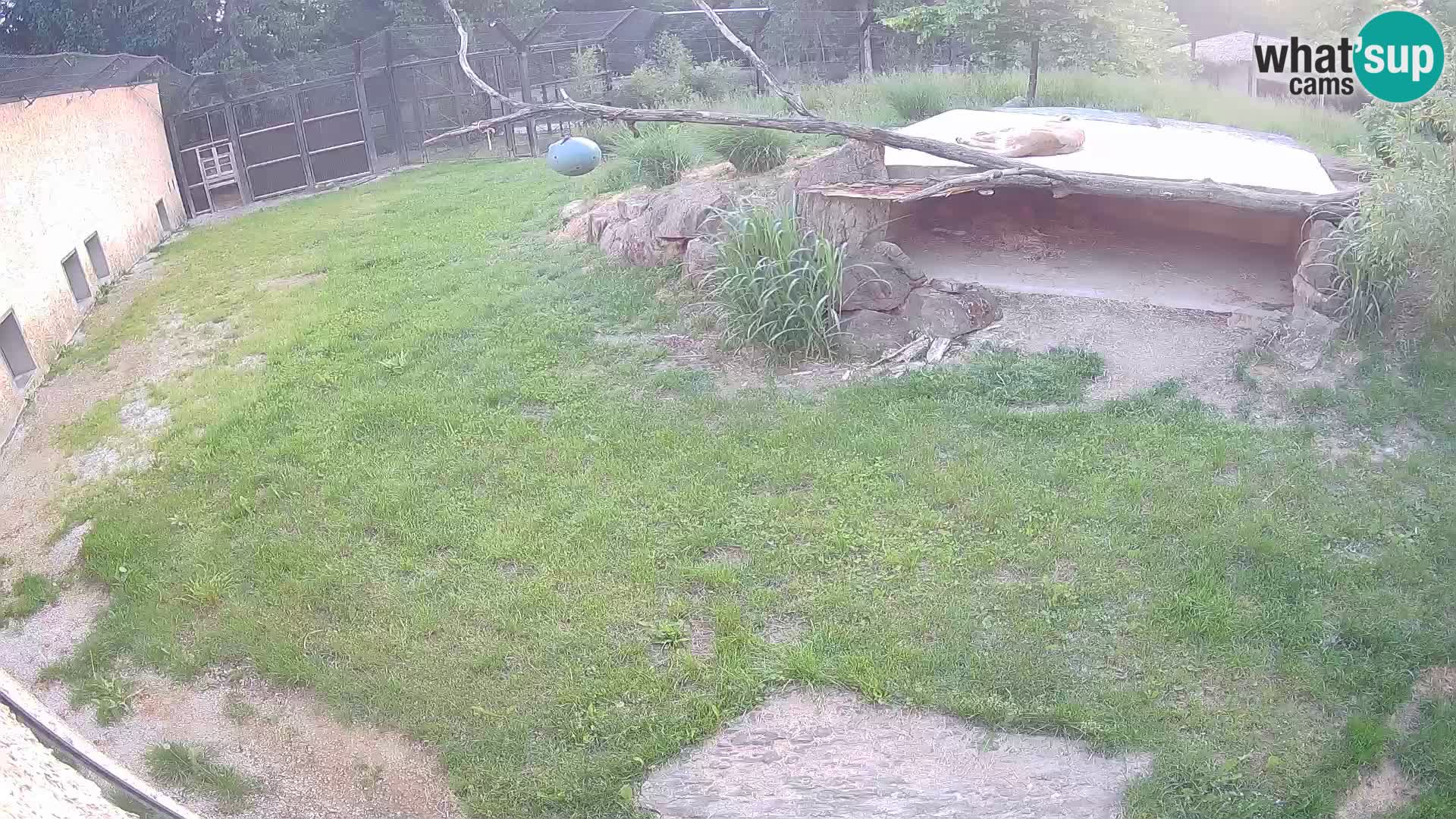 LION live Webcam in Ljubljana Zoo – Slovenia