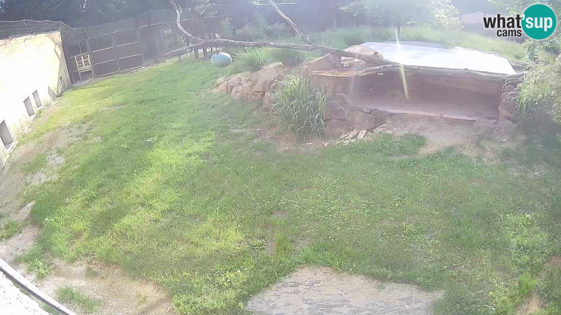 LEON Webcam en vivo en Ljubljana Zoo – Eslovenia