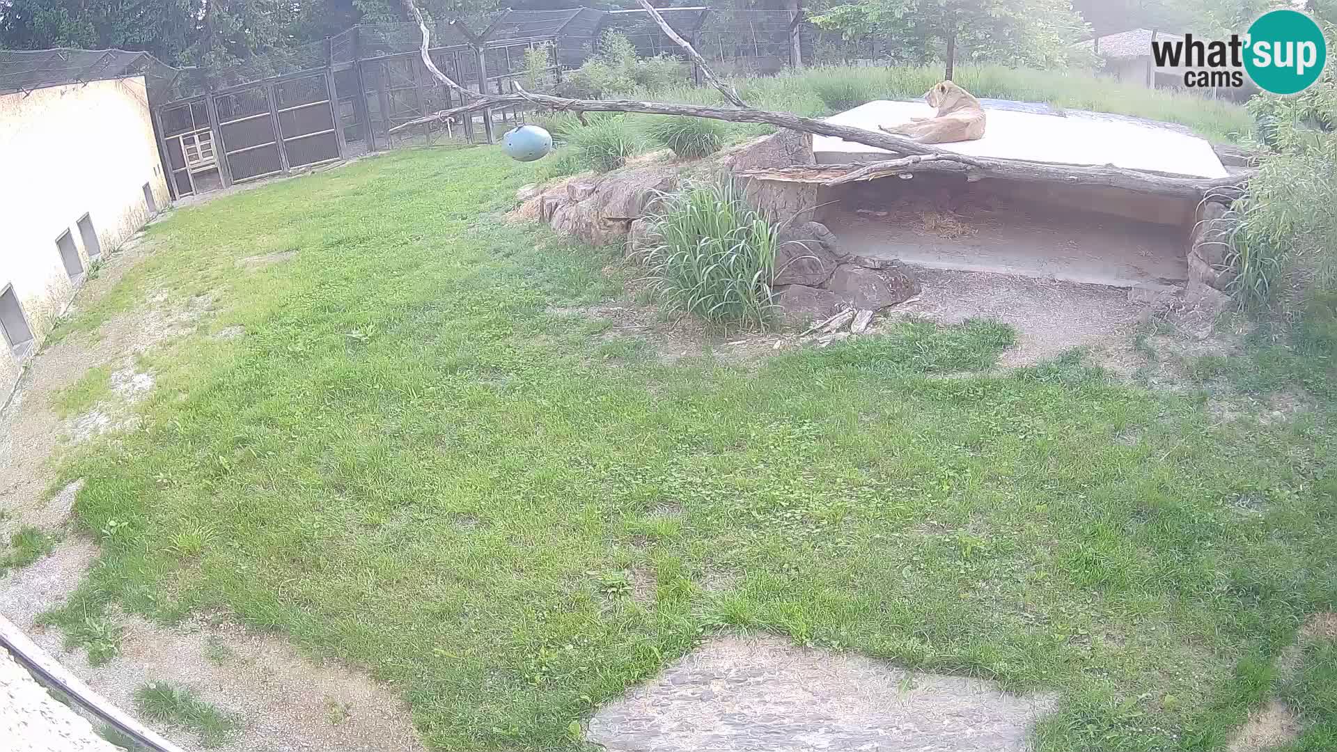 Löwe live Webcam im Zoo von Ljubljana – Slowenien