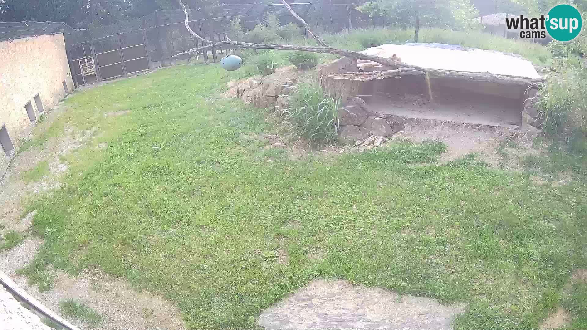 LEVI spletna kamera v živalskem vrtu Ljubljana Zoo