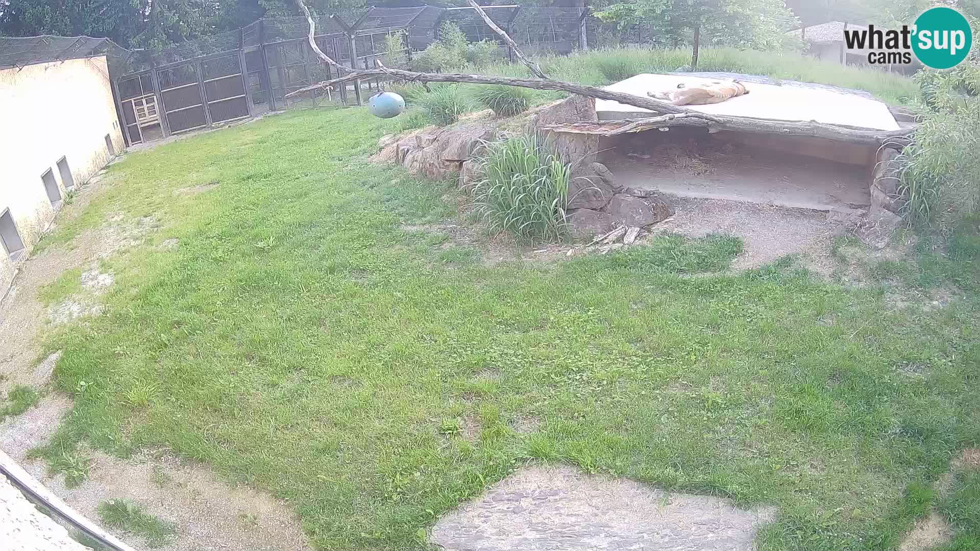 Lavovi web kamera uživo u ljubljanskom zoološkom vrtu – Slovenija