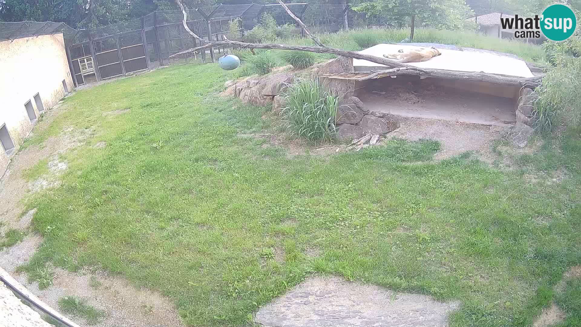 LEVI spletna kamera v živalskem vrtu Ljubljana Zoo