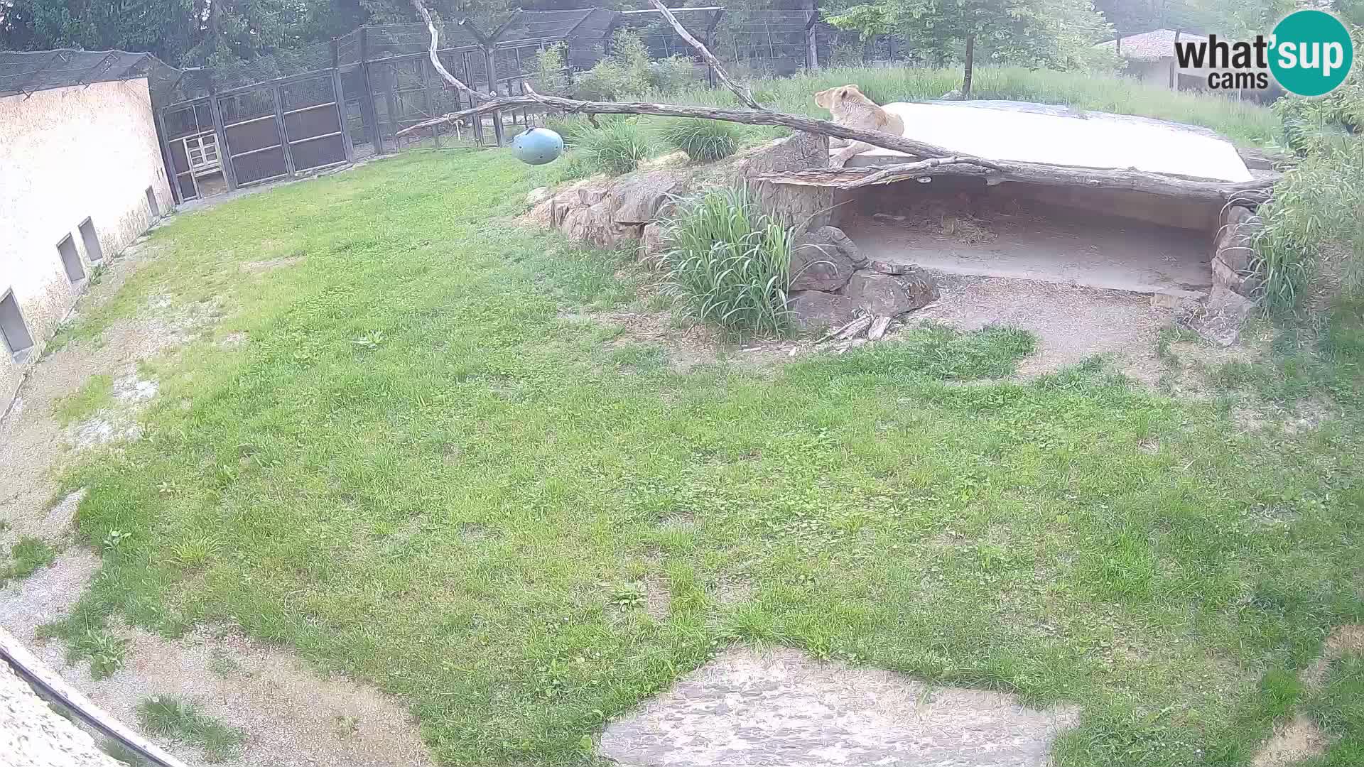 LION live Webcam in Ljubljana Zoo – Slovenia