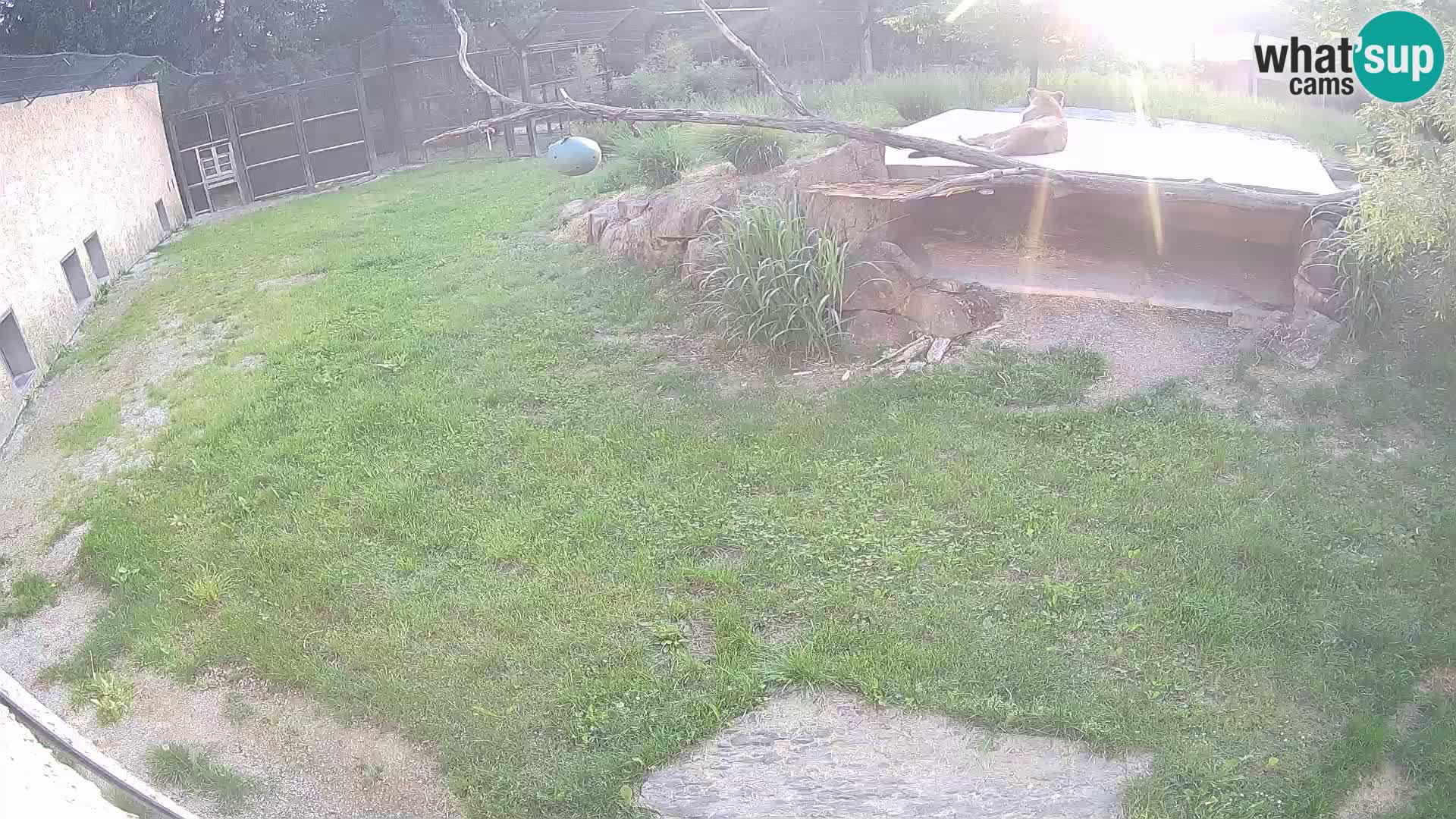Lavovi web kamera uživo u ljubljanskom zoološkom vrtu – Slovenija