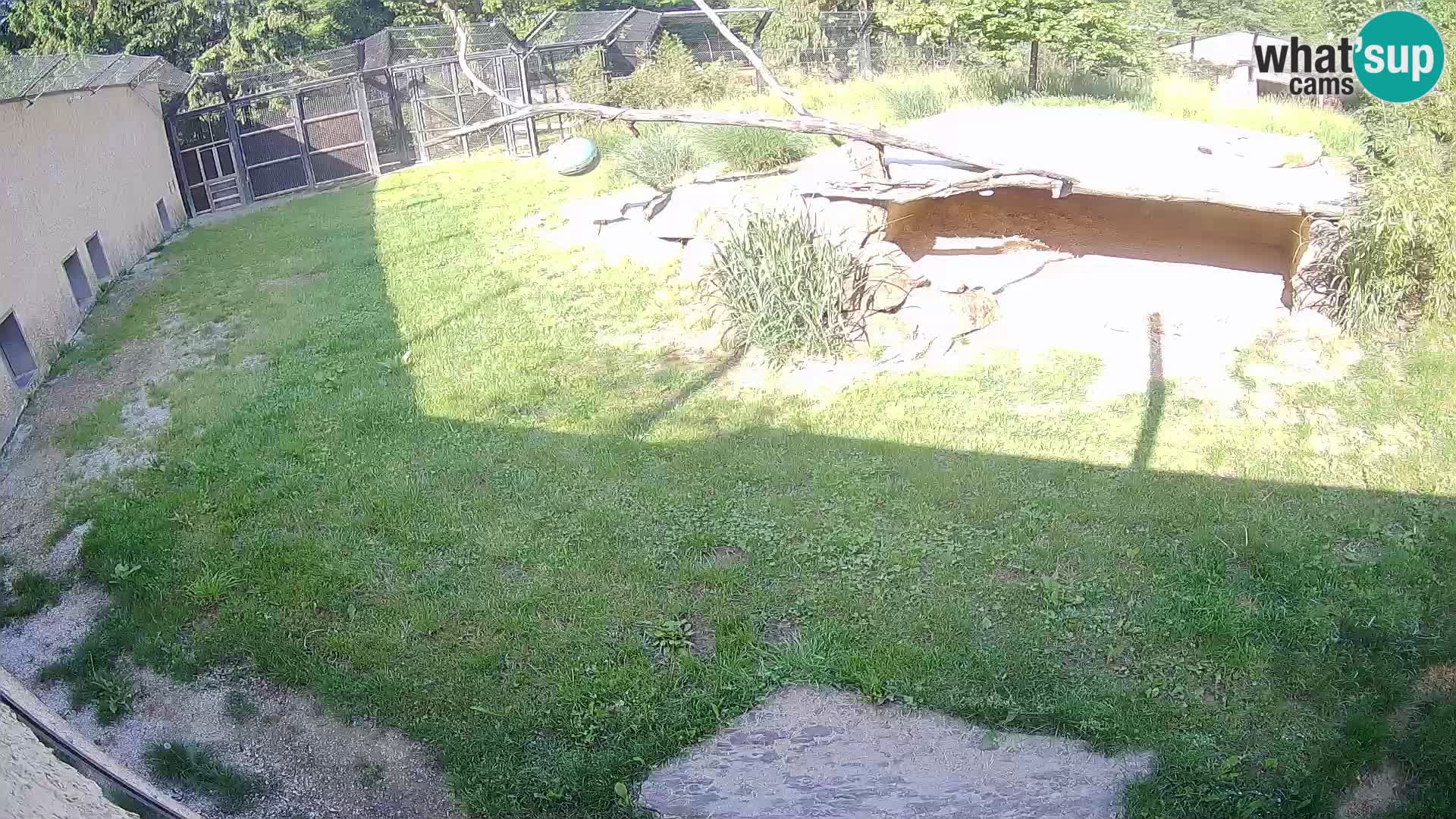 LION live Webcam in Ljubljana Zoo – Slovenia
