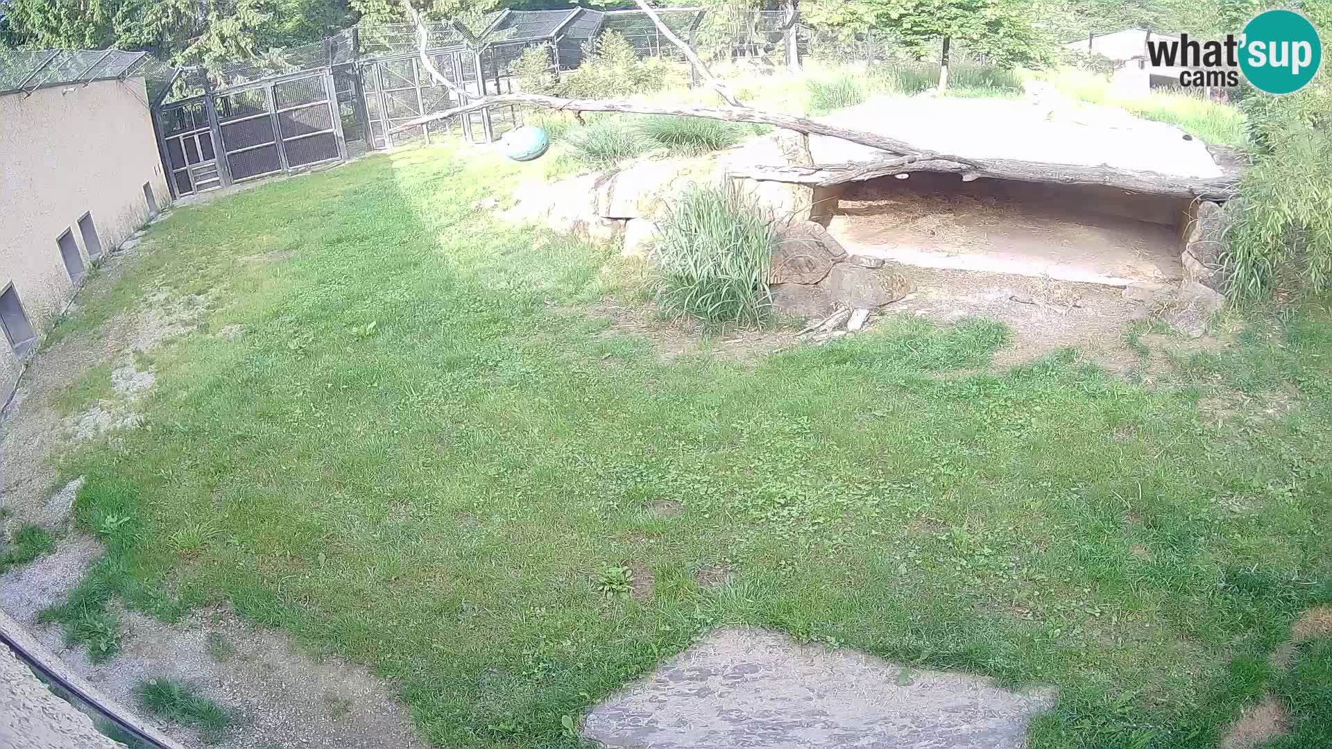 Lavovi web kamera uživo u ljubljanskom zoološkom vrtu – Slovenija