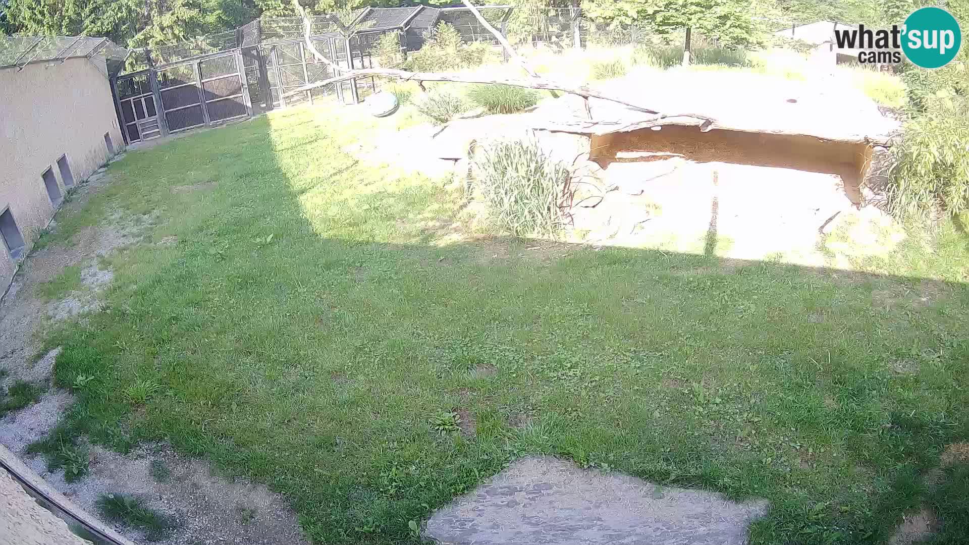 LEVI spletna kamera v živalskem vrtu Ljubljana Zoo