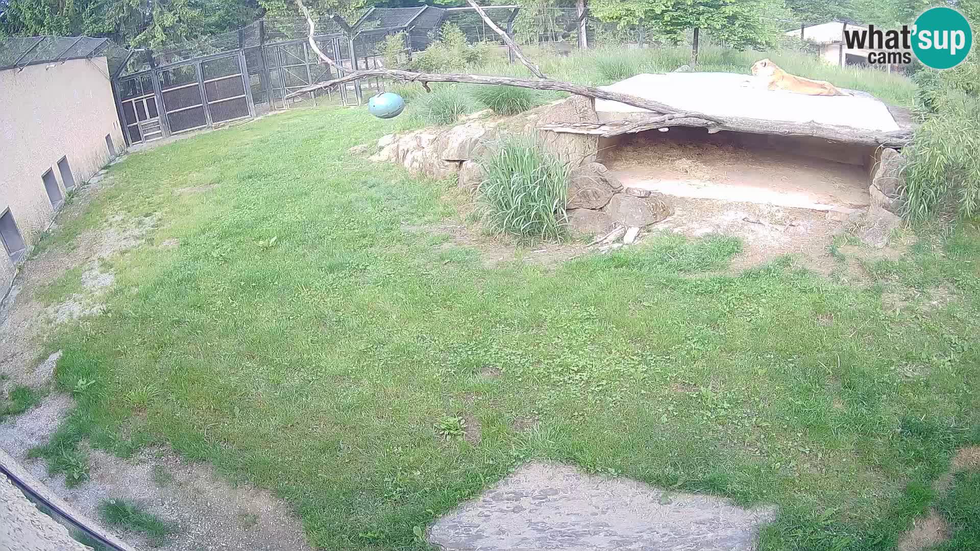 Löwe live Webcam im Zoo von Ljubljana – Slowenien