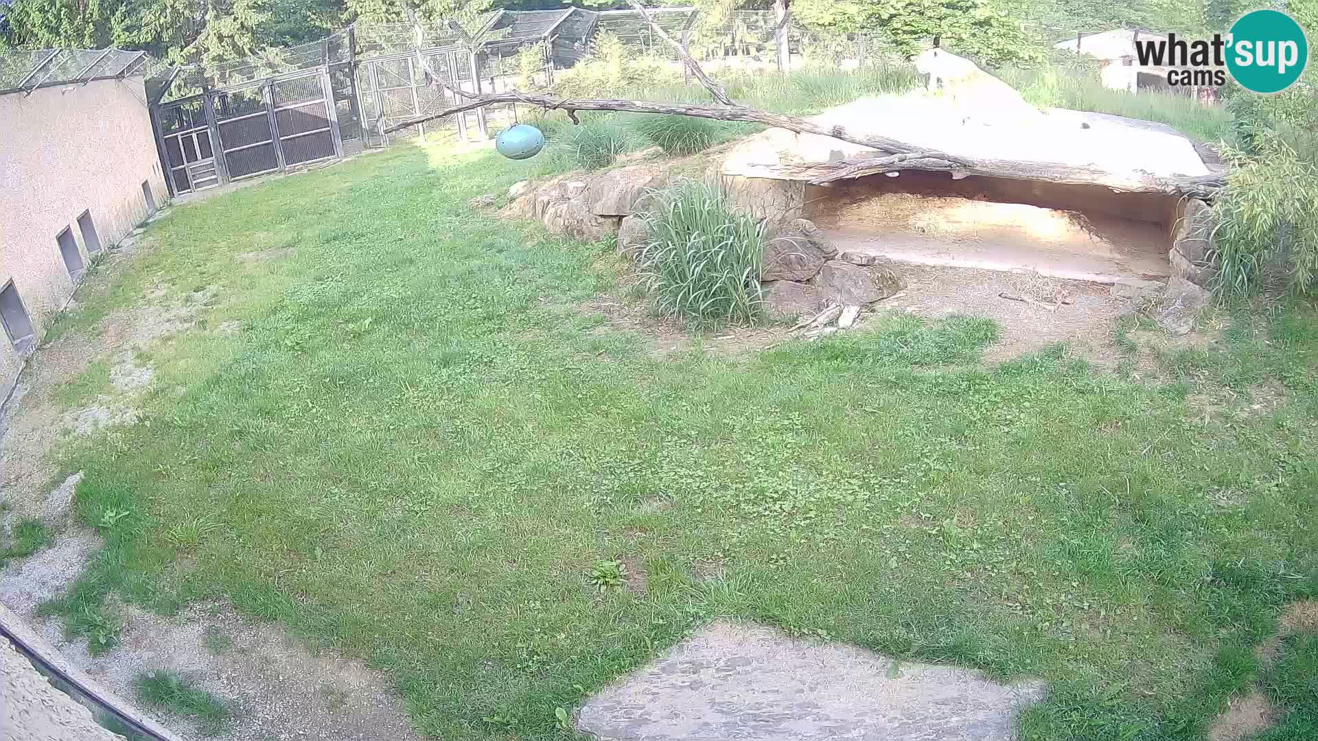 LEVI spletna kamera v živalskem vrtu Ljubljana Zoo