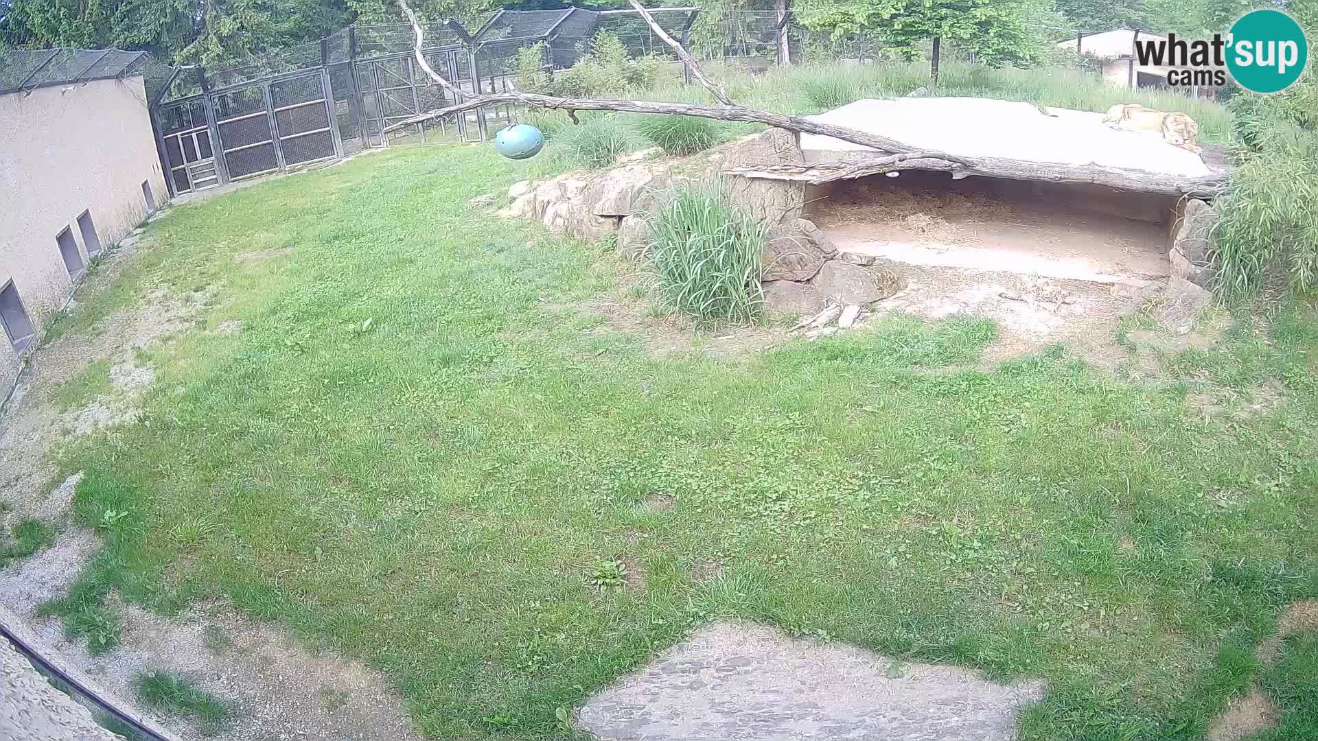 Lavovi web kamera uživo u ljubljanskom zoološkom vrtu – Slovenija