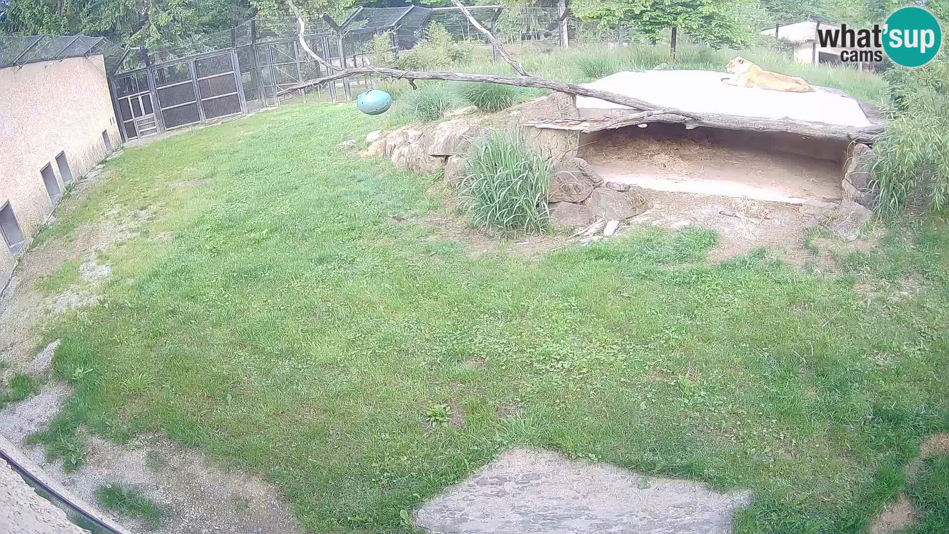 LEON Webcam en vivo en Ljubljana Zoo – Eslovenia