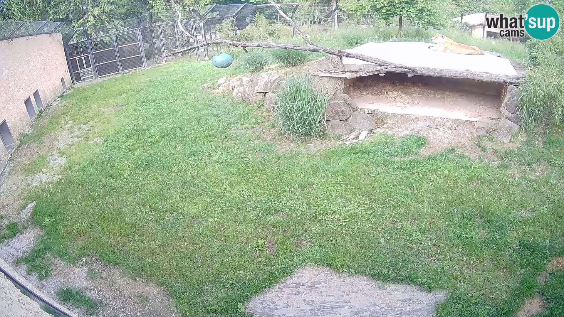LION live Webcam in Ljubljana Zoo – Slovenia