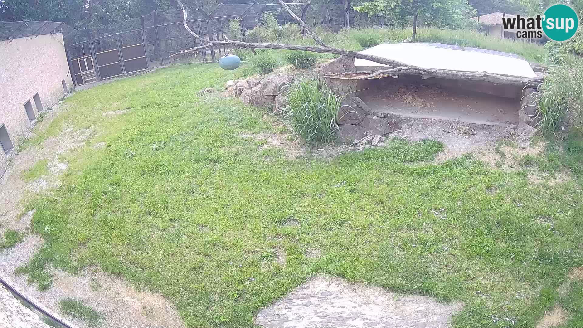 Löwe live Webcam im Zoo von Ljubljana – Slowenien