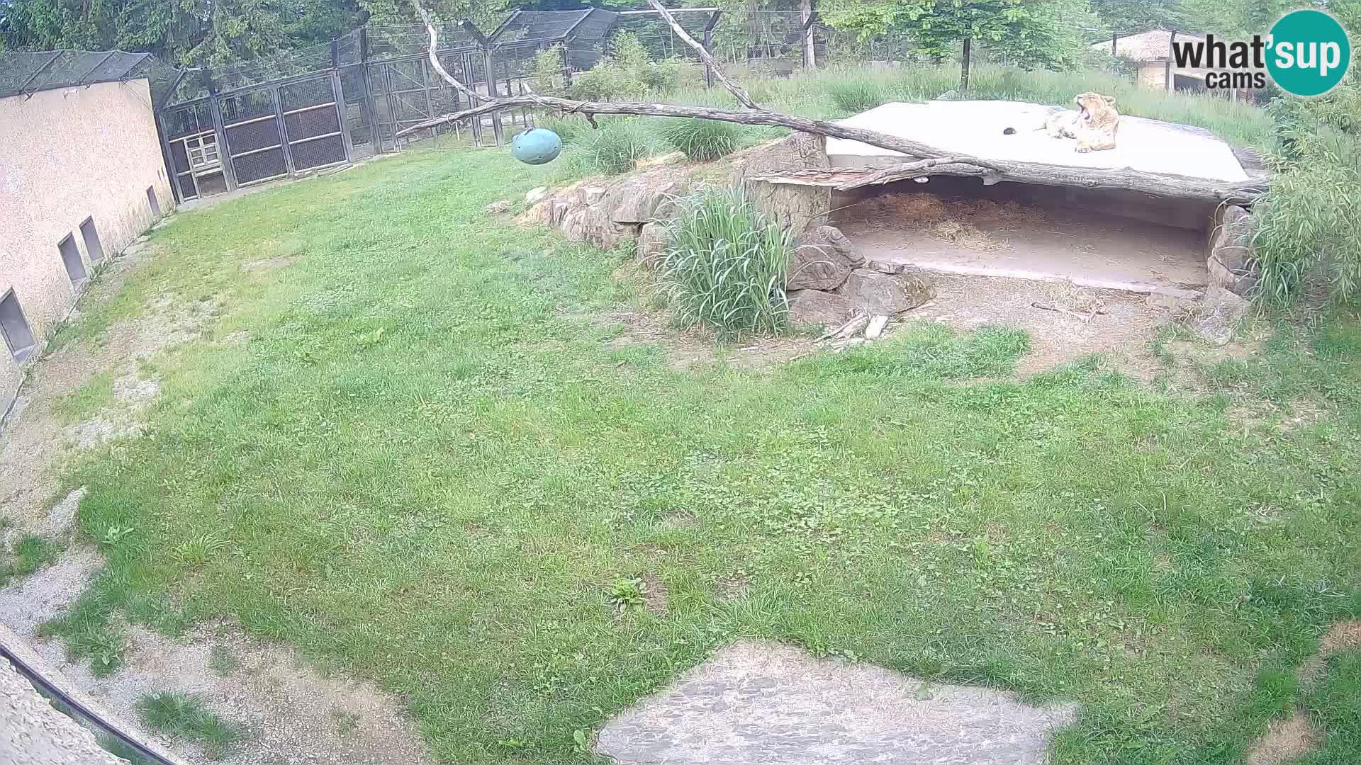 LEVI spletna kamera v živalskem vrtu Ljubljana Zoo