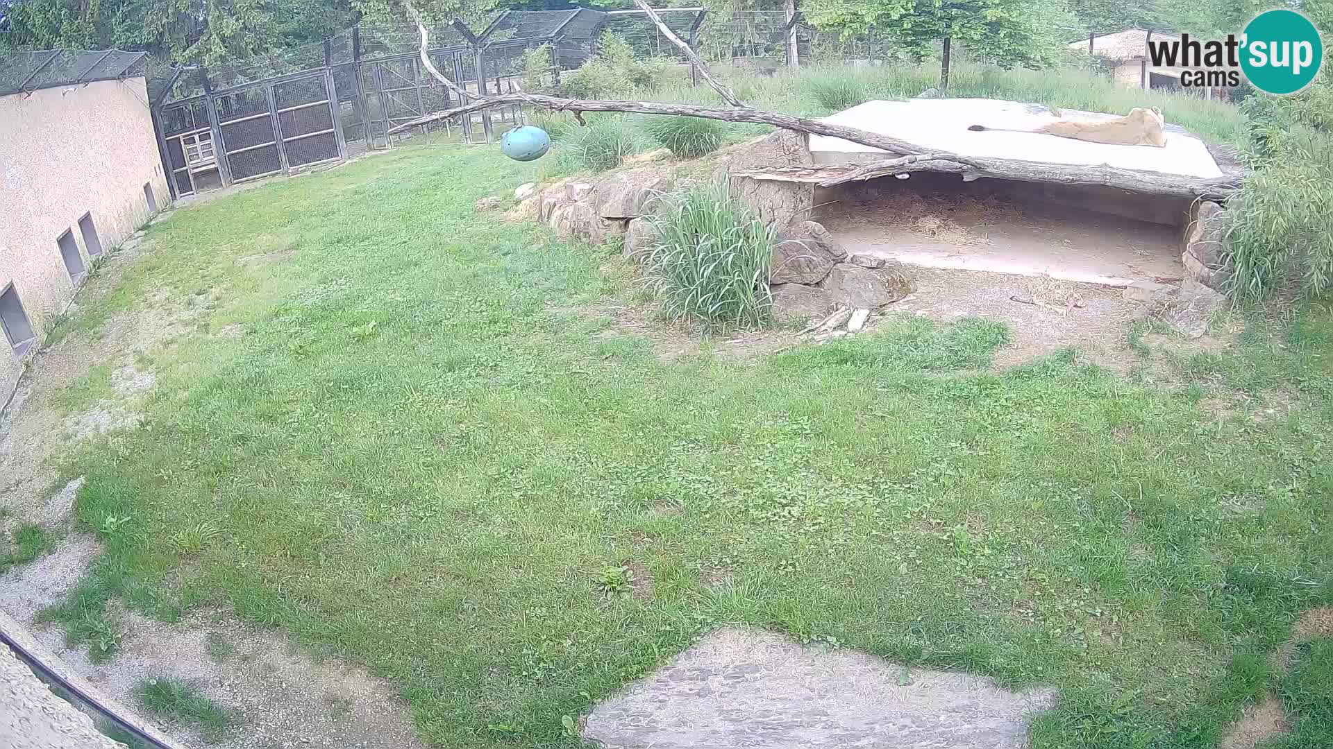 LEVI spletna kamera v živalskem vrtu Ljubljana Zoo