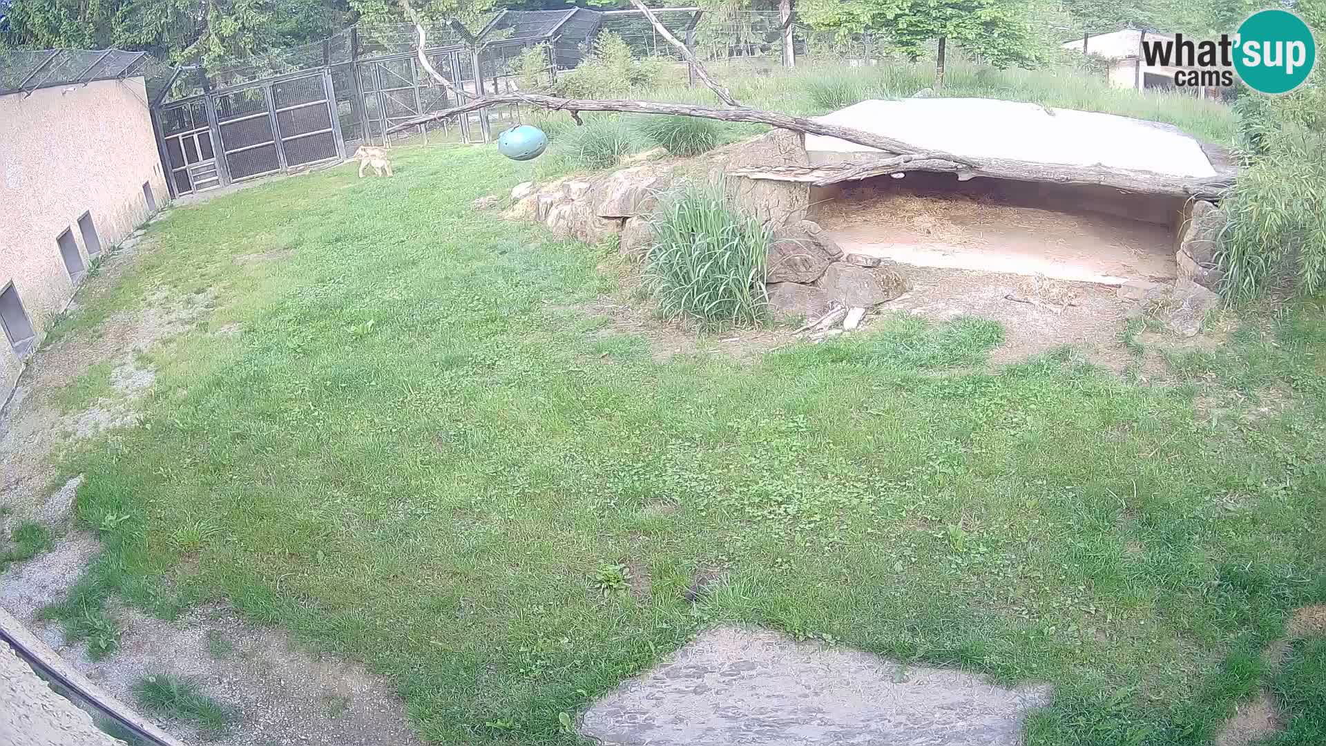 Löwe live Webcam im Zoo von Ljubljana – Slowenien