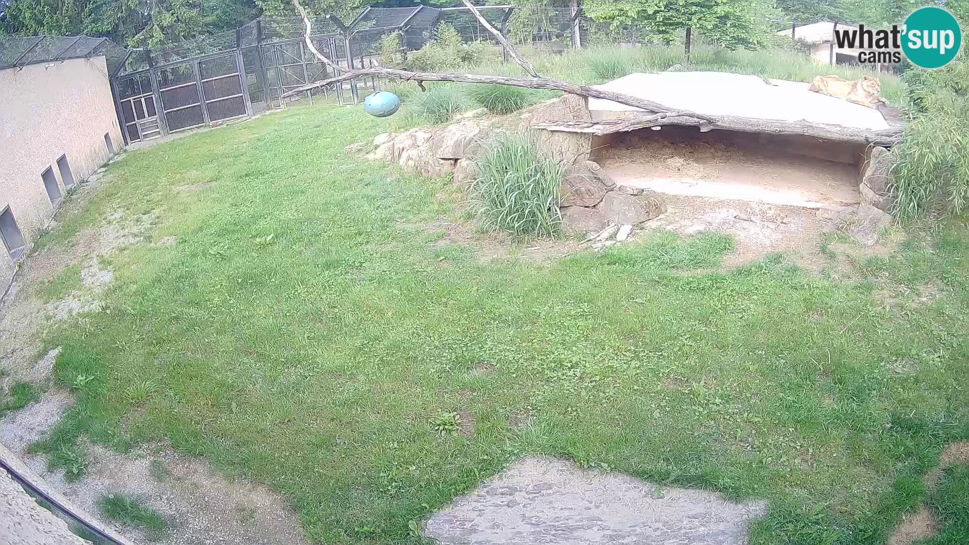 LION live Webcam in Ljubljana Zoo – Slovenia