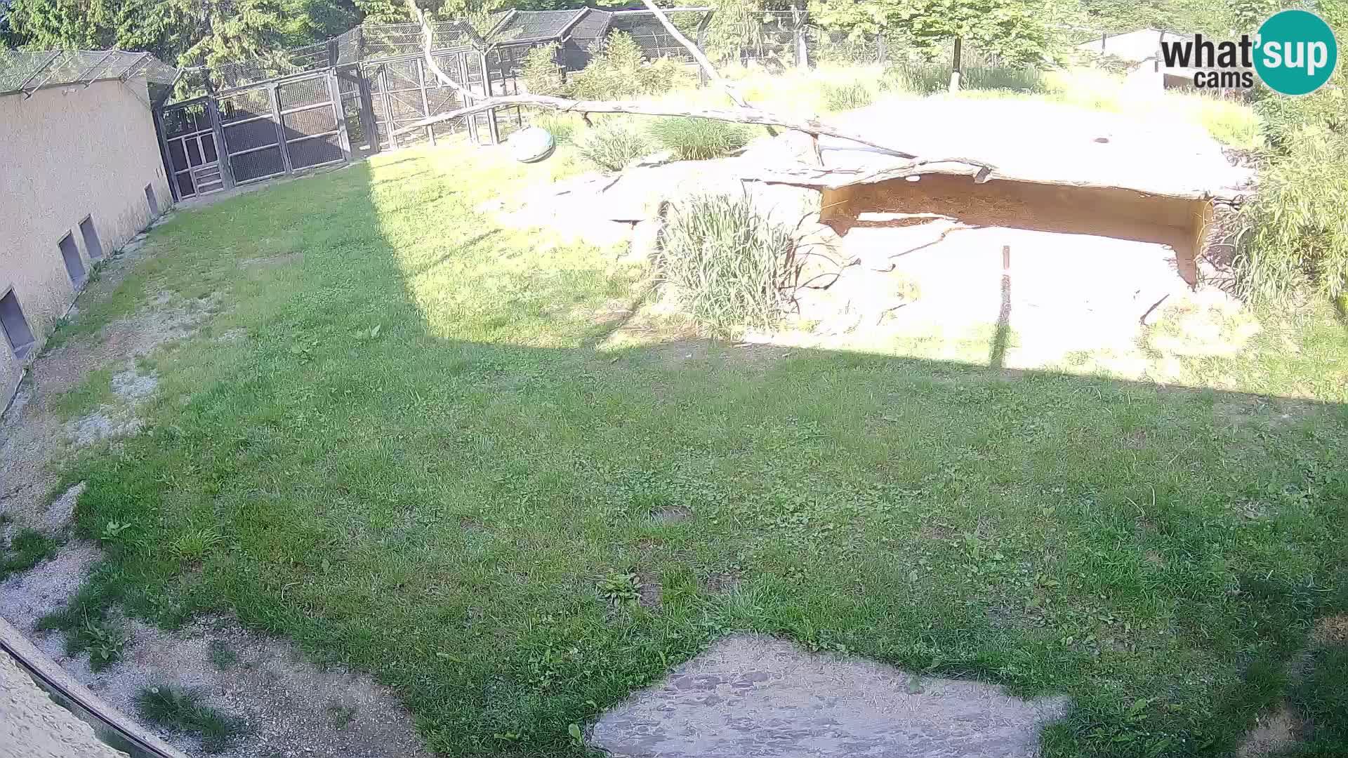 LEVI spletna kamera v živalskem vrtu Ljubljana Zoo