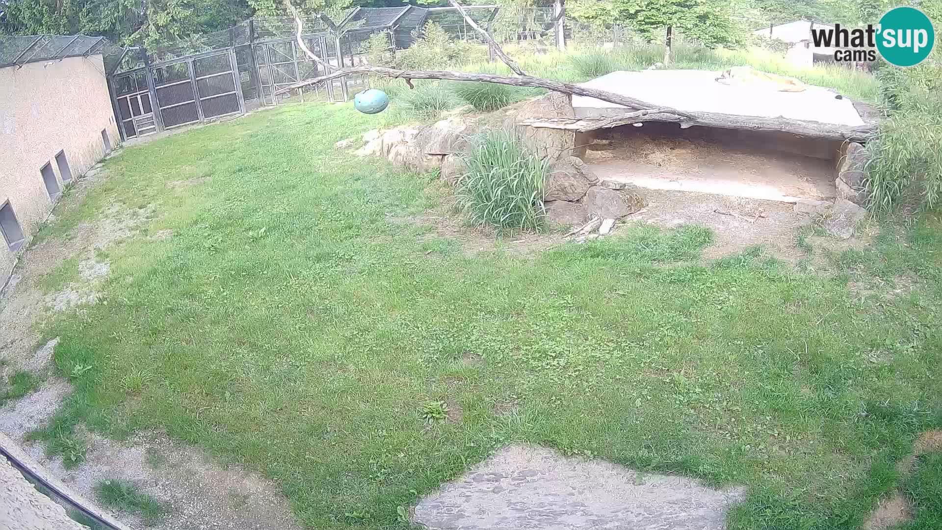 LEVI spletna kamera v živalskem vrtu Ljubljana Zoo