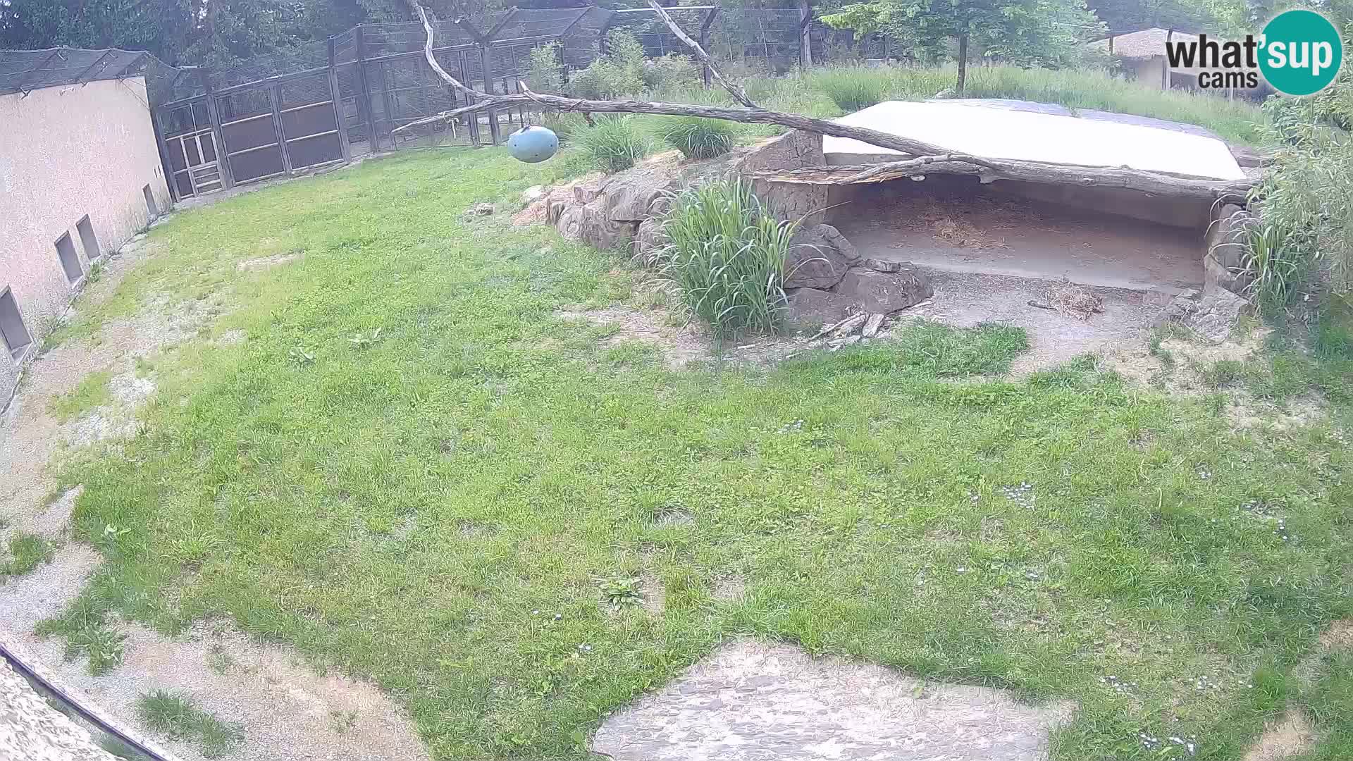 LION live Webcam in Ljubljana Zoo – Slovenia