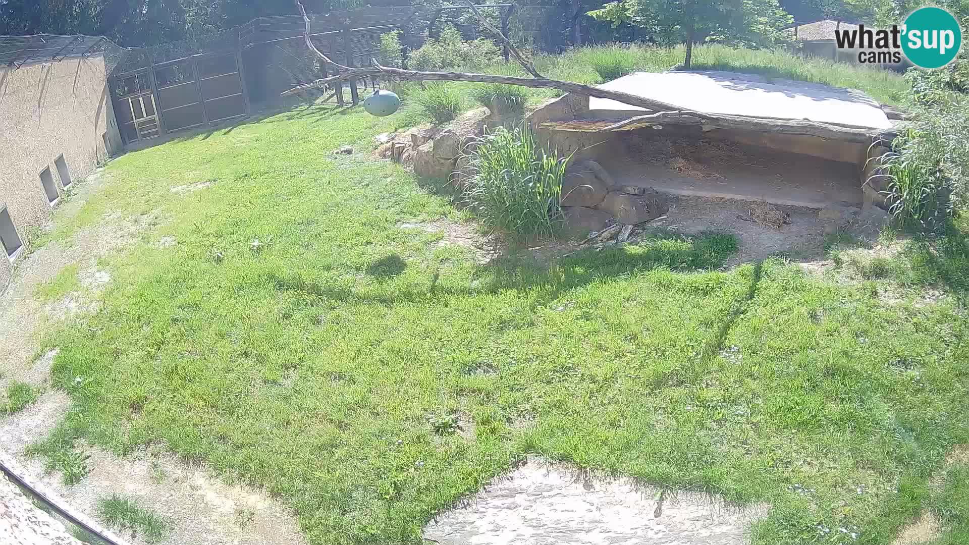 Löwe live Webcam im Zoo von Ljubljana – Slowenien