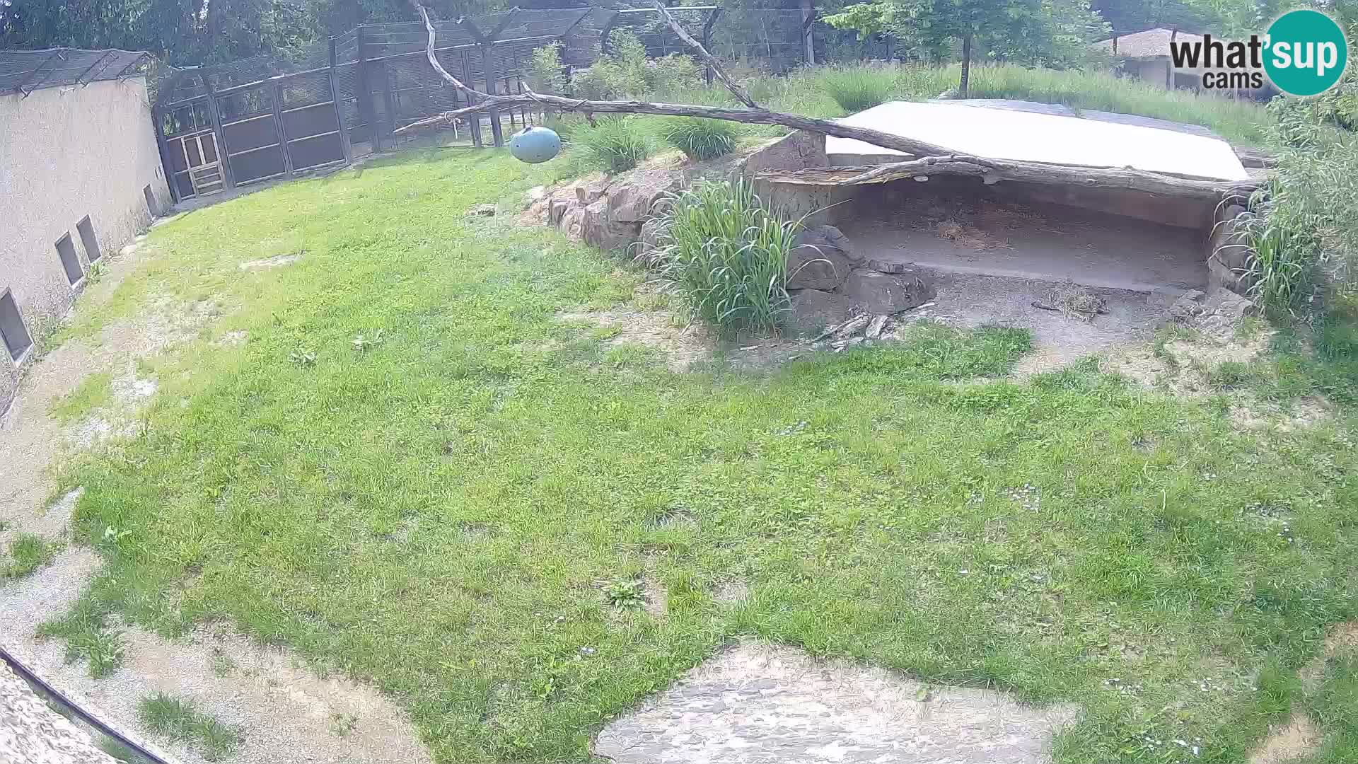 LEVI spletna kamera v živalskem vrtu Ljubljana Zoo