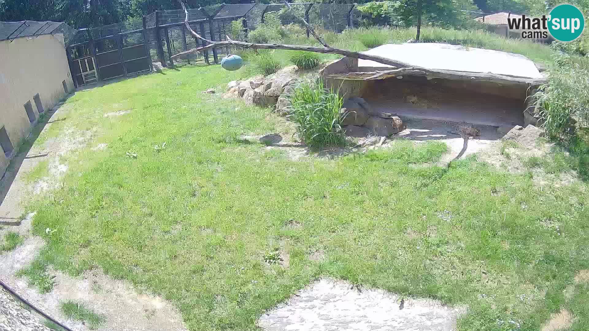 LION live Webcam in Ljubljana Zoo – Slovenia