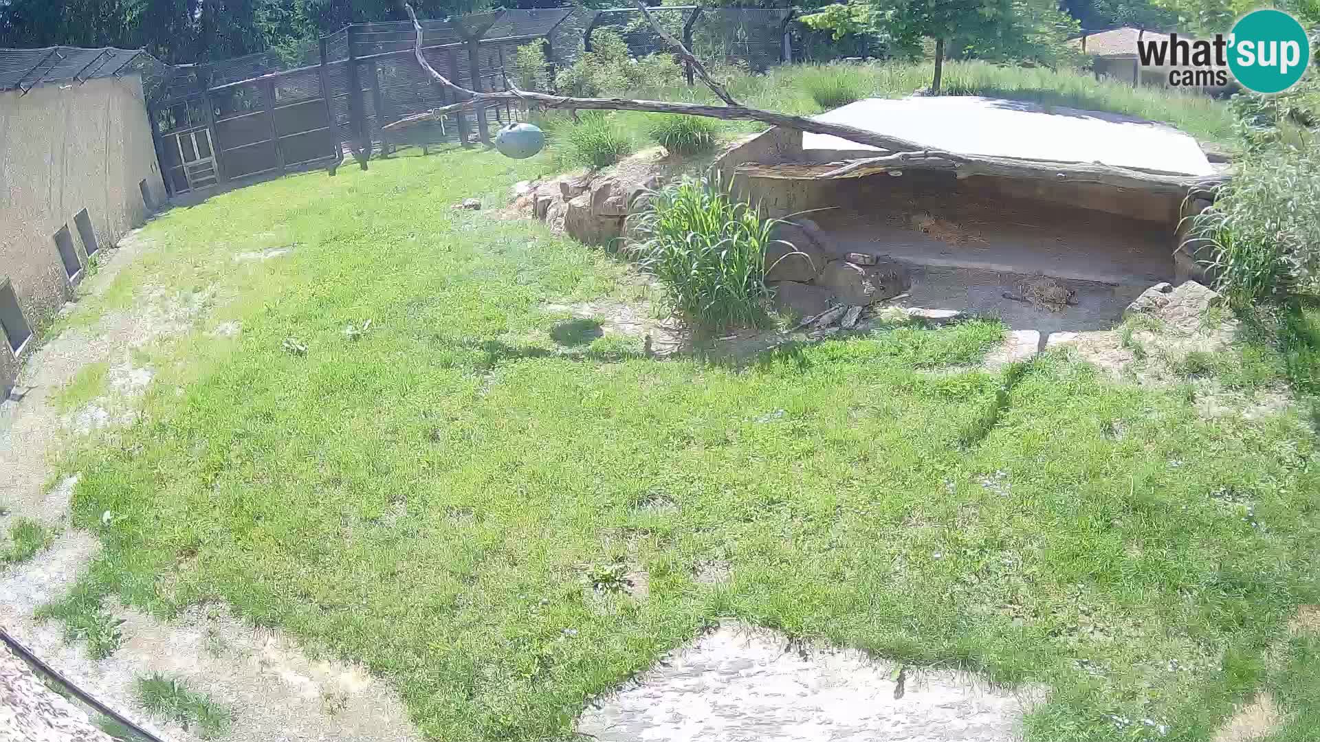 LEON Webcam en vivo en Ljubljana Zoo – Eslovenia