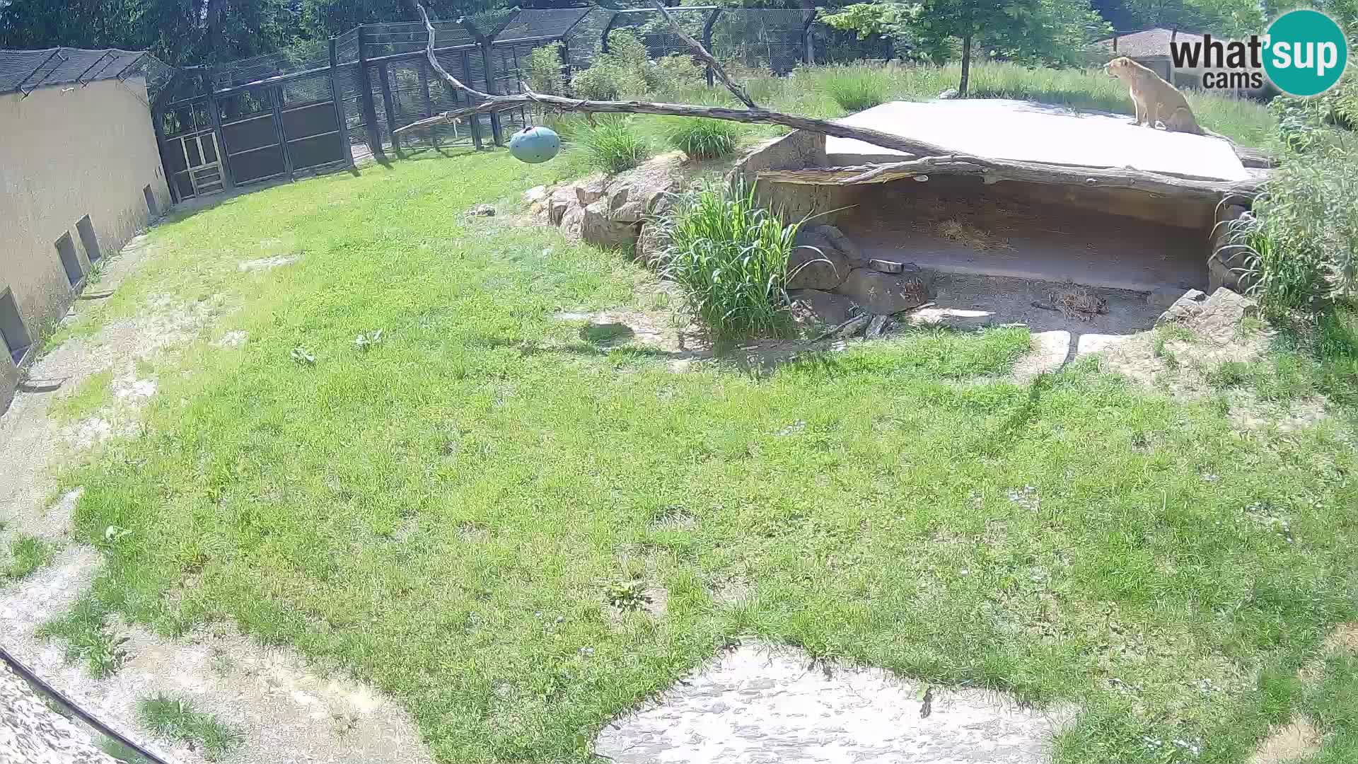 LEON Webcam en vivo en Ljubljana Zoo – Eslovenia