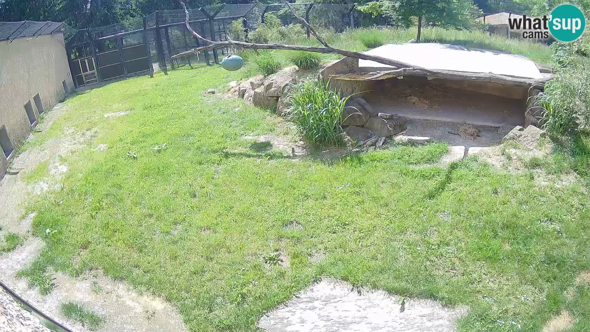 LEON Webcam en vivo en Ljubljana Zoo – Eslovenia