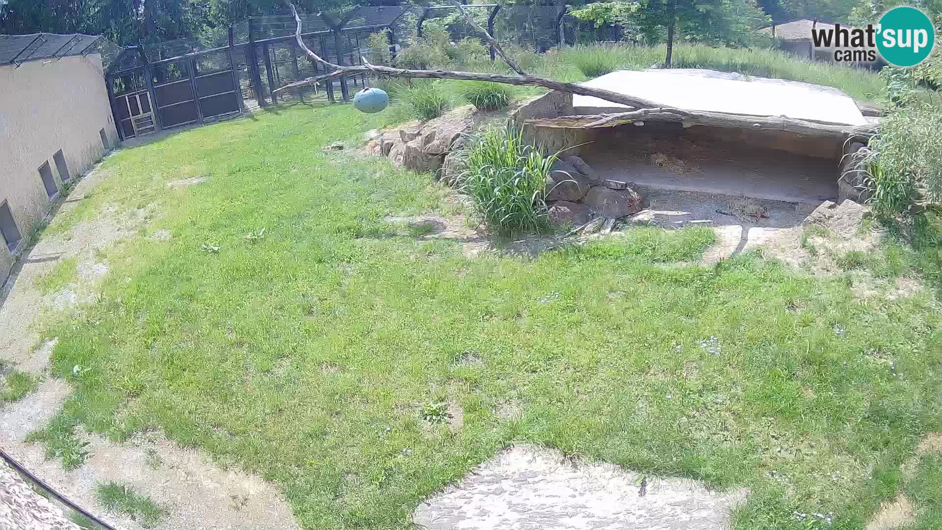 LION live Webcam in Ljubljana Zoo – Slovenia