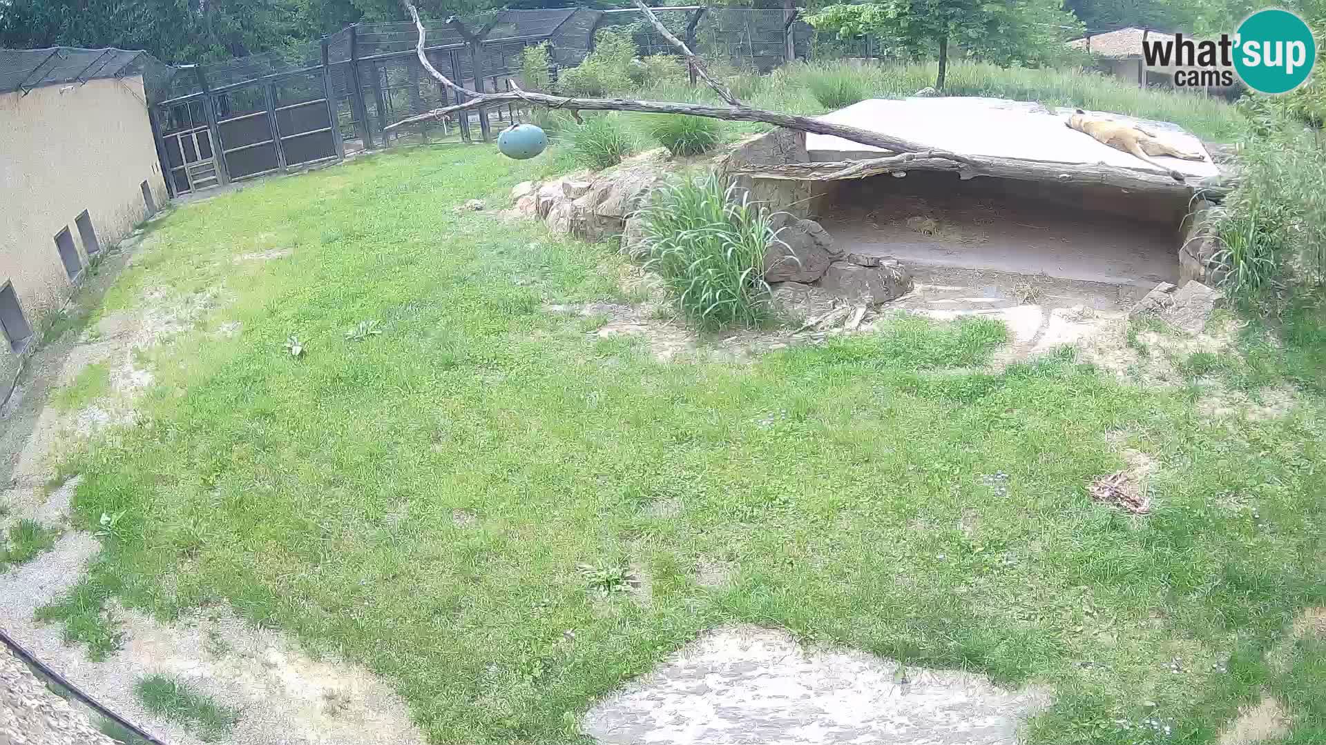 LEON Webcam en vivo en Ljubljana Zoo – Eslovenia