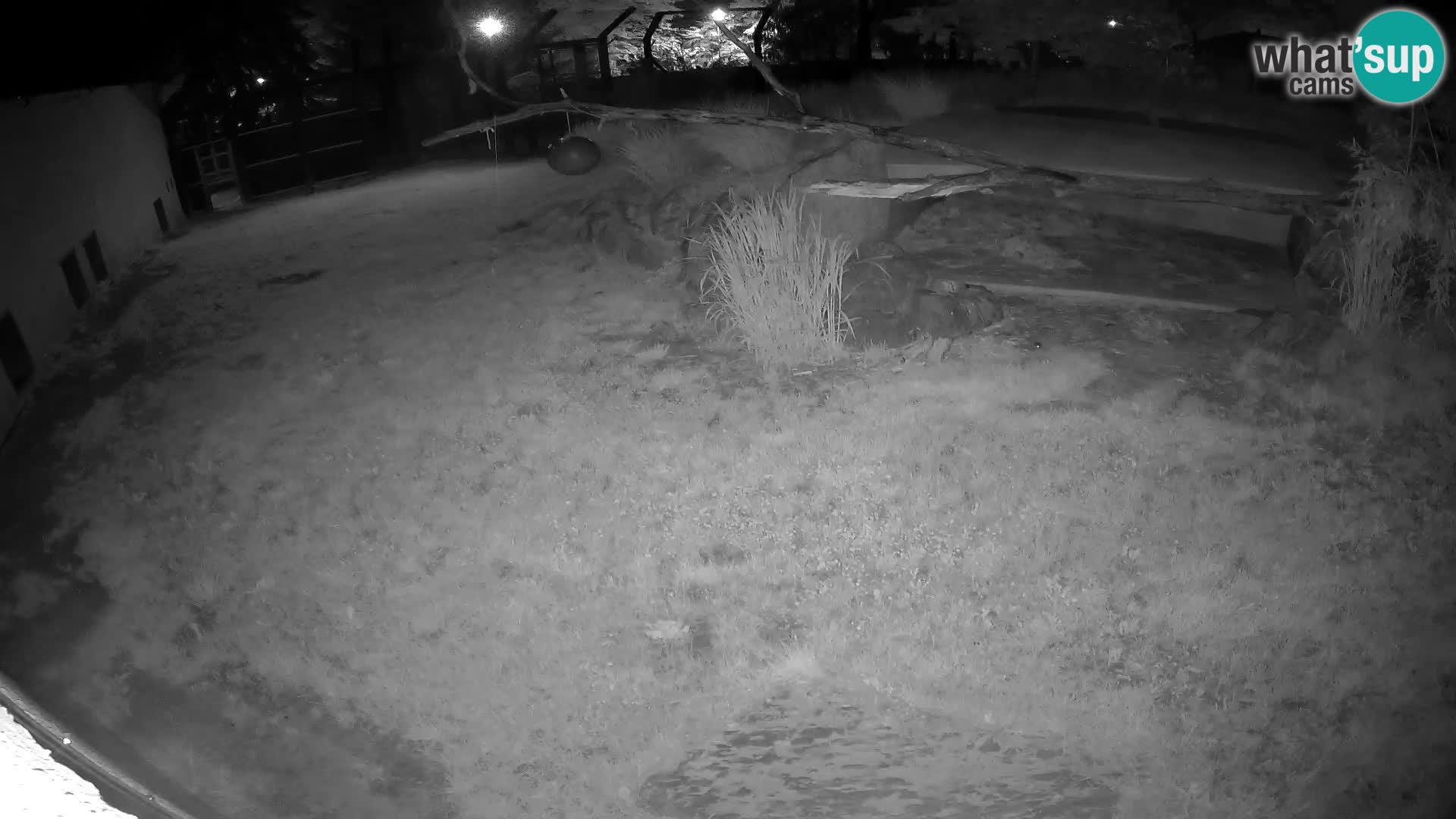 LION live Webcam in Ljubljana Zoo – Slovenia