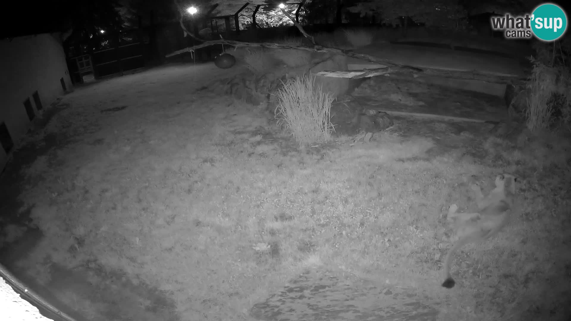 LEONE live Webcam nello zoo di Lubiana – Slovenia