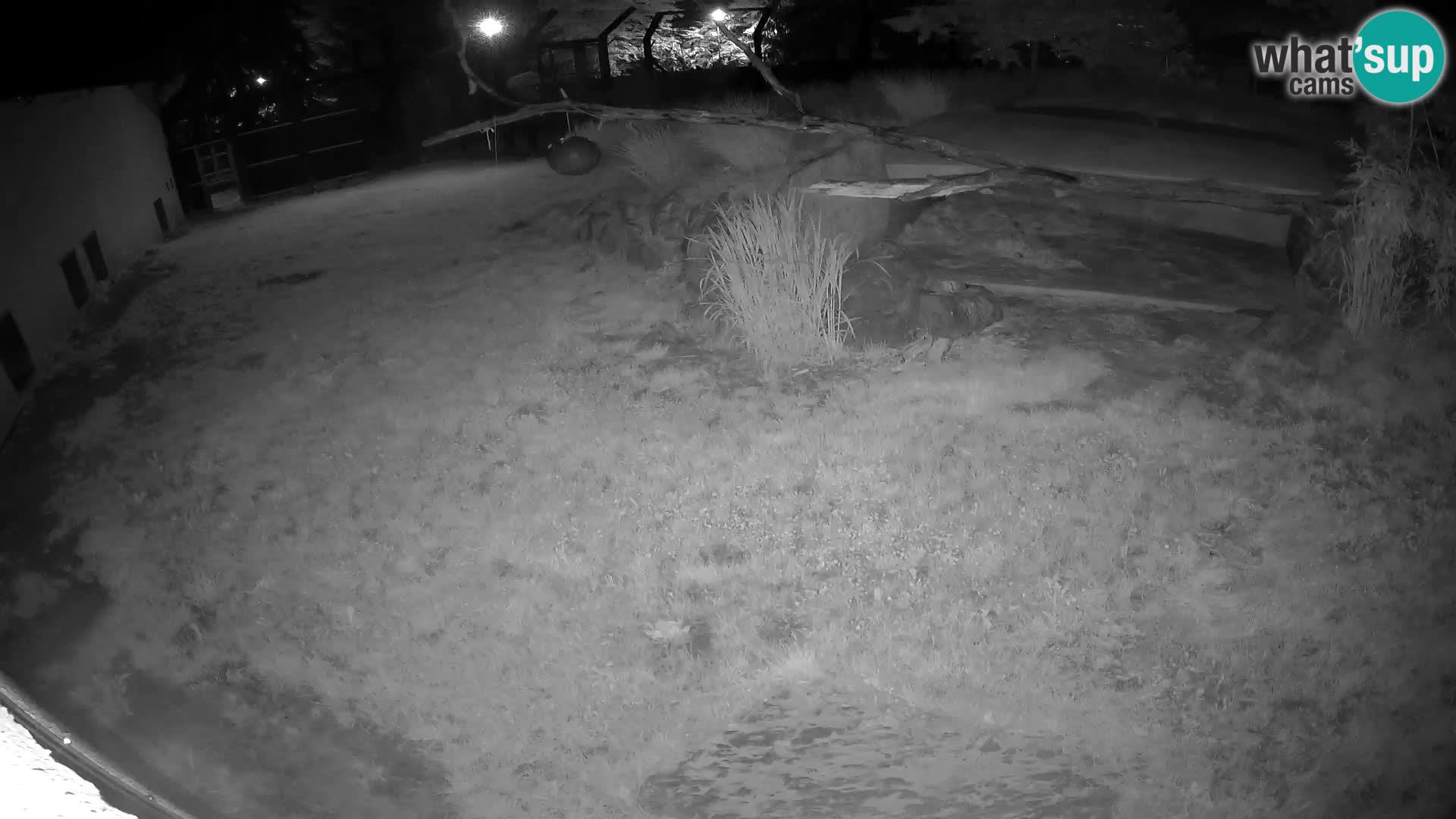 Löwe live Webcam im Zoo von Ljubljana – Slowenien