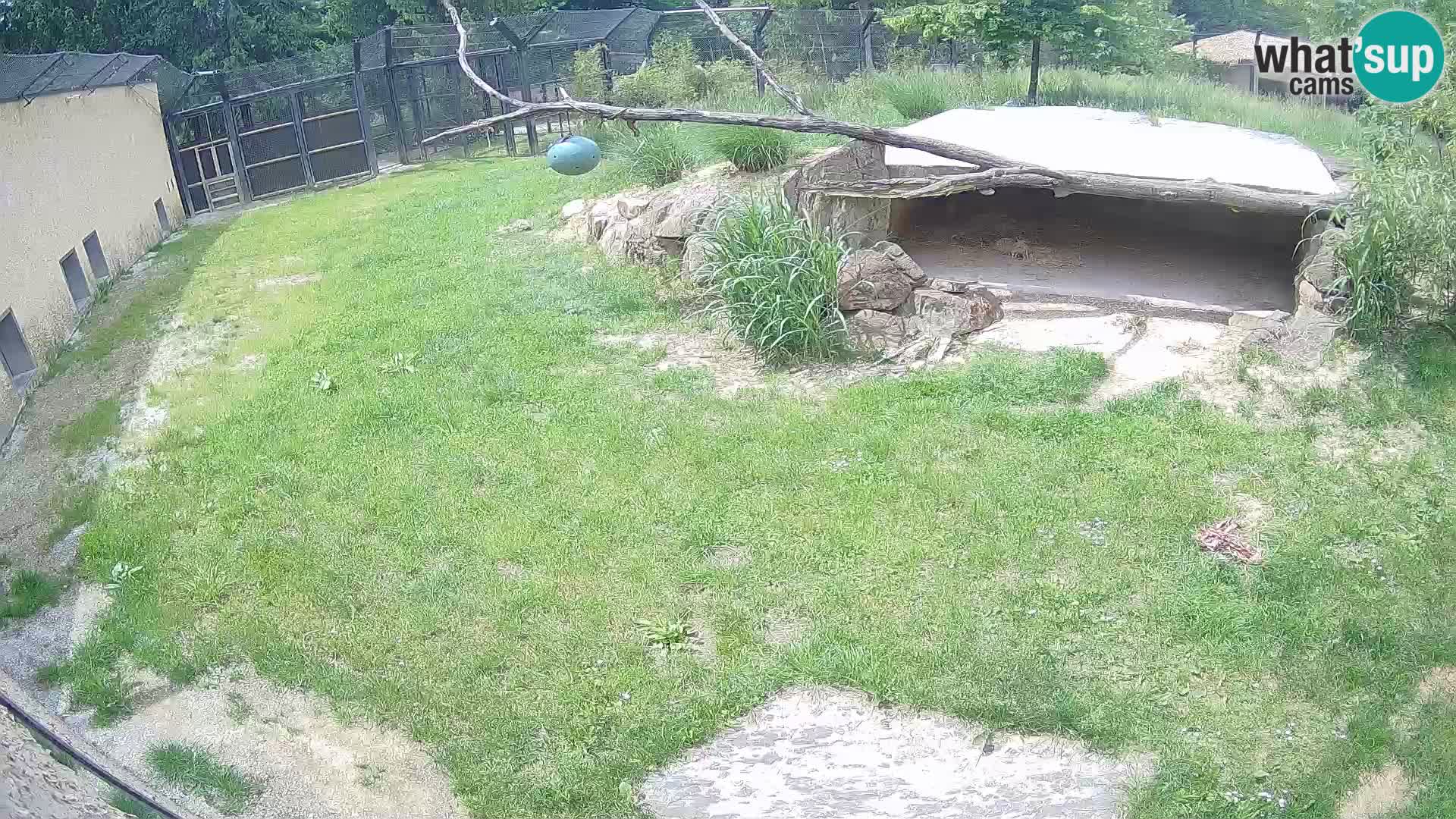 Löwe live Webcam im Zoo von Ljubljana – Slowenien