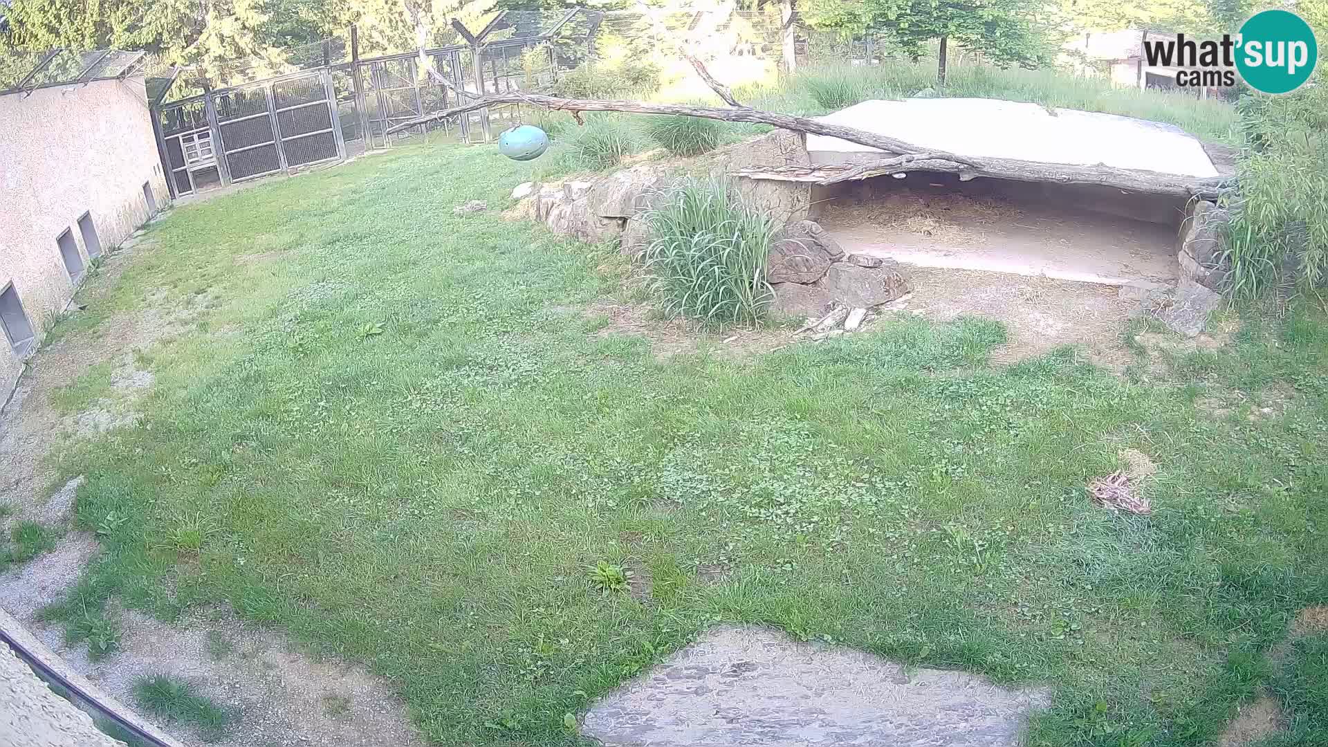 LION live Webcam in Ljubljana Zoo – Slovenia