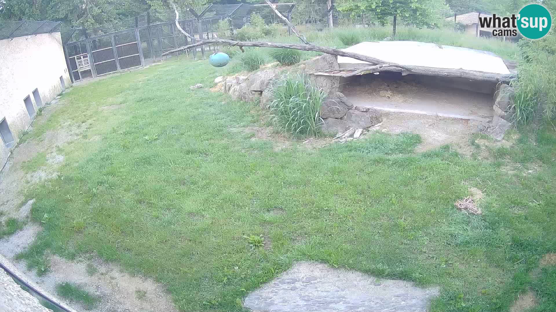 LION live Webcam in Ljubljana Zoo – Slovenia