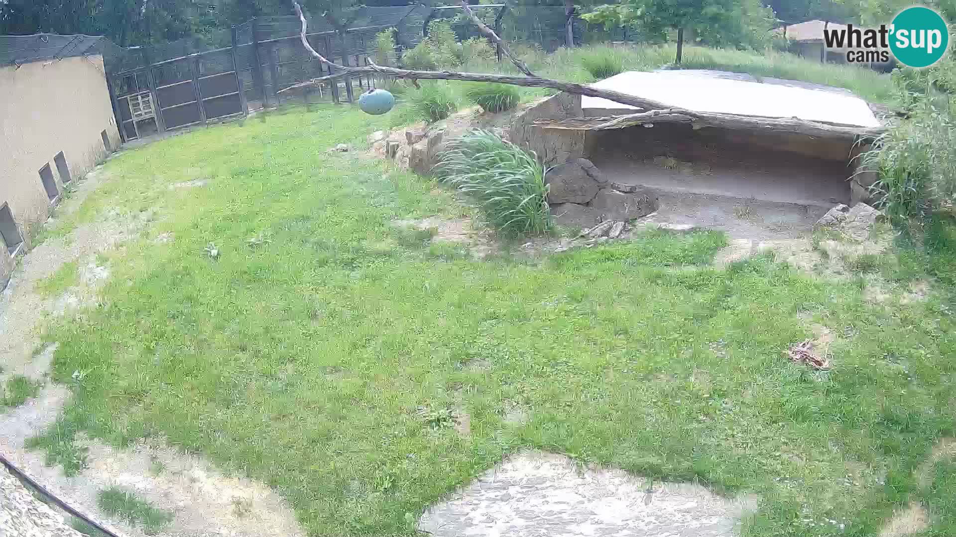 LION live Webcam in Ljubljana Zoo – Slovenia