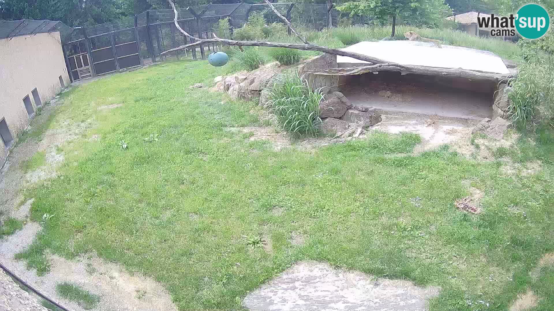 LEON Webcam en vivo en Ljubljana Zoo – Eslovenia