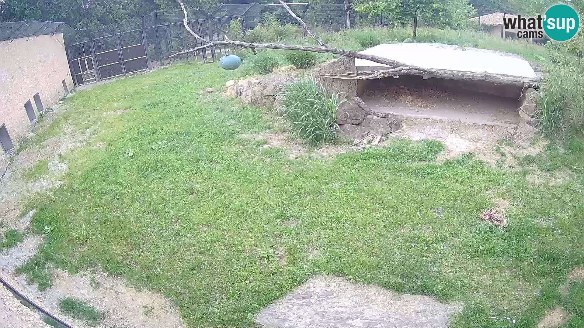 LION live Webcam in Ljubljana Zoo – Slovenia