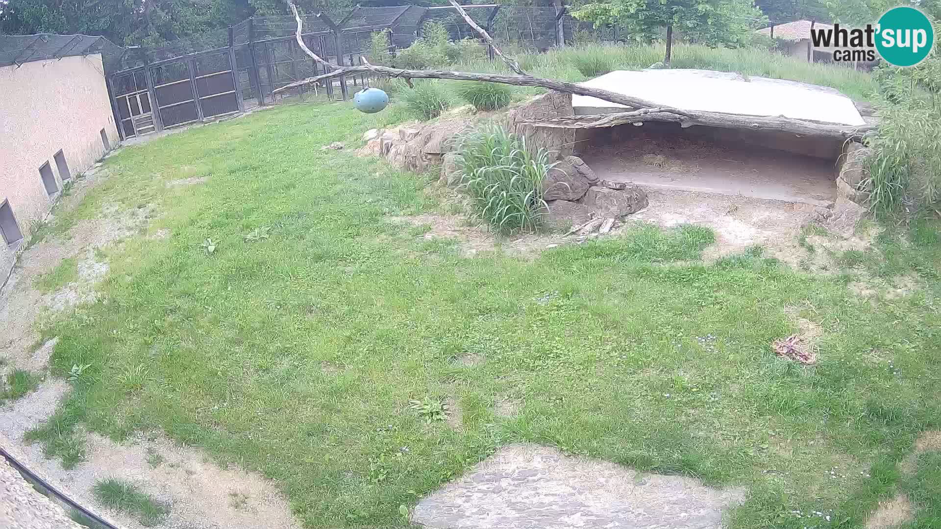 LEVI spletna kamera v živalskem vrtu Ljubljana Zoo