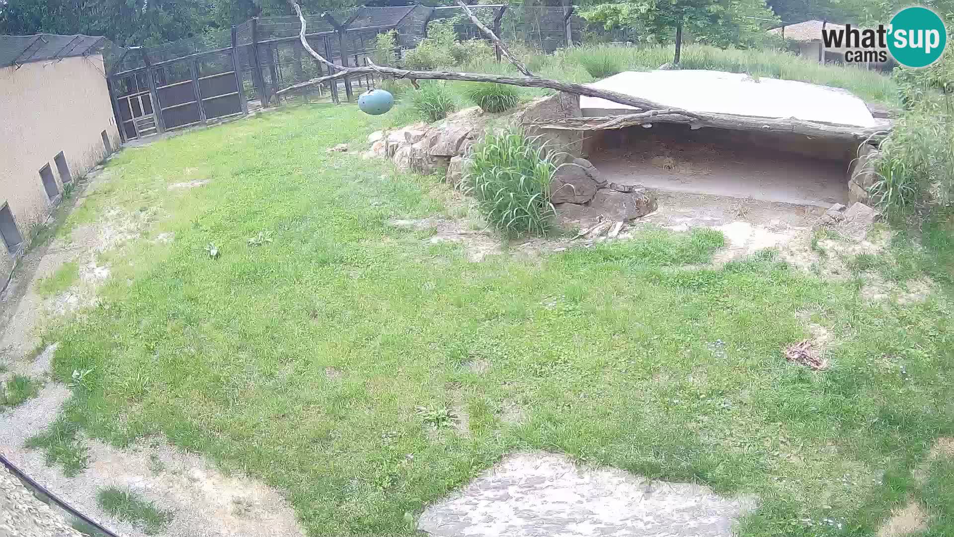 LION live Webcam in Ljubljana Zoo – Slovenia