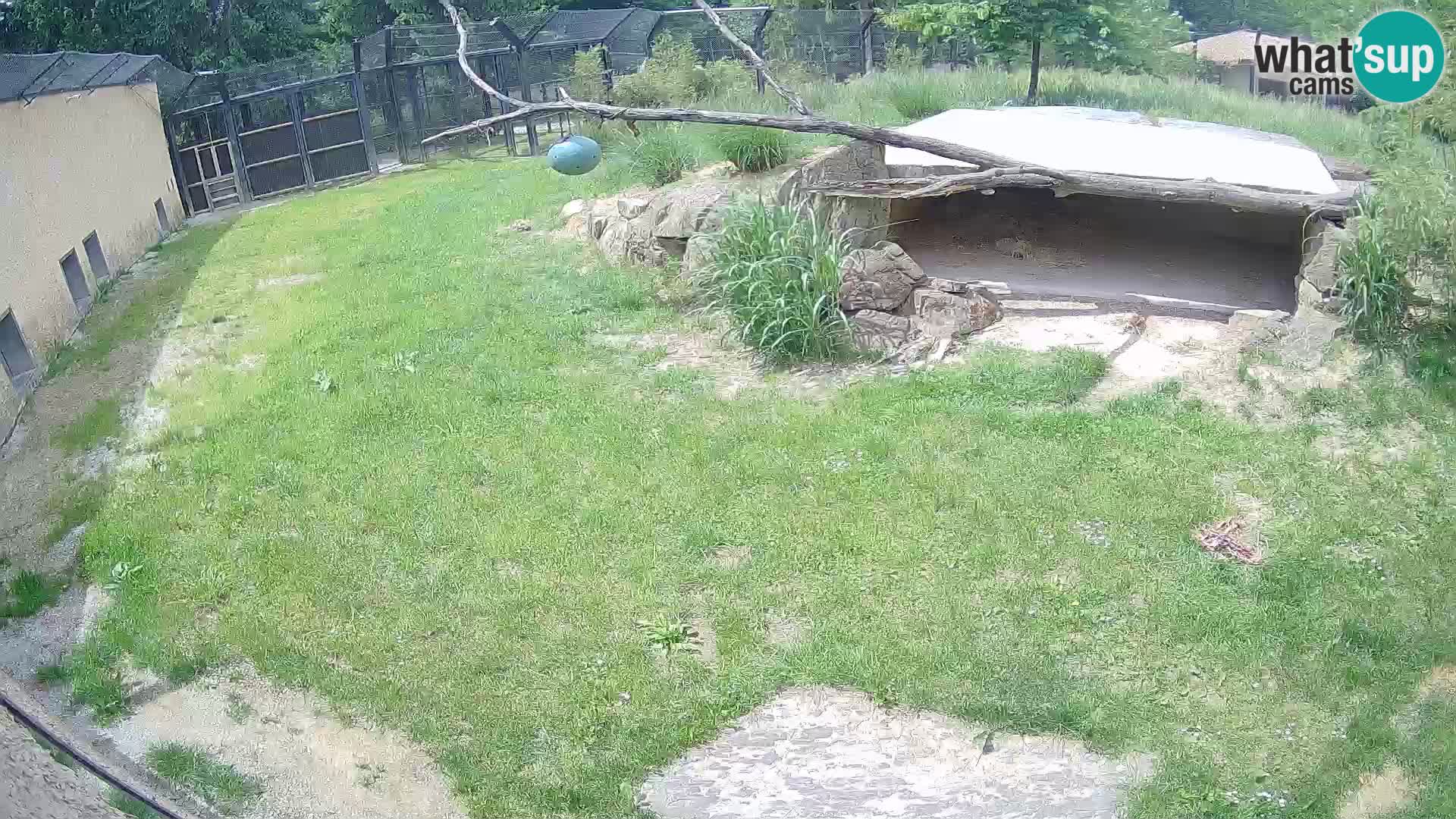 LION live Webcam in Ljubljana Zoo – Slovenia