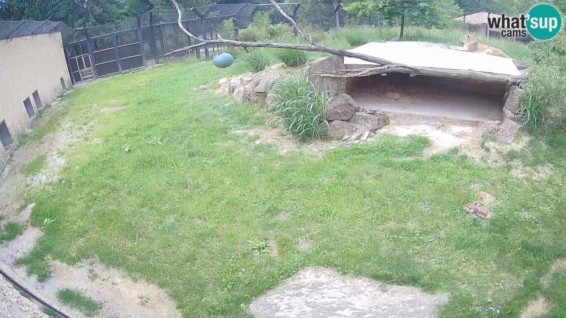 LEON Webcam en vivo en Ljubljana Zoo – Eslovenia