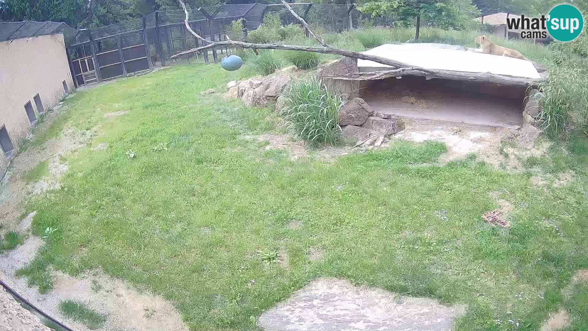 LION live Webcam in Ljubljana Zoo – Slovenia